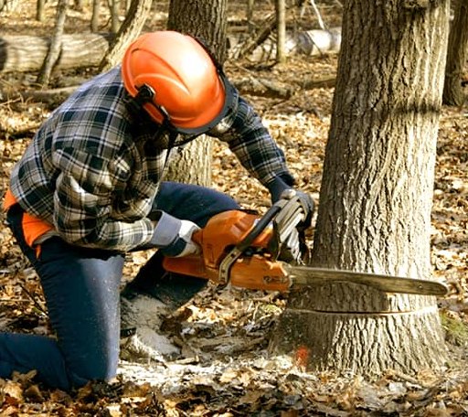 Tree Removal in Holderness, NH